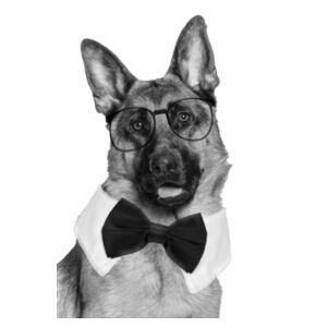 Goodest Boi Single-Sided Tee Design