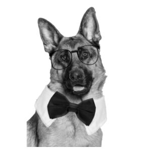 Goodest Boi Single-Sided Tee Design